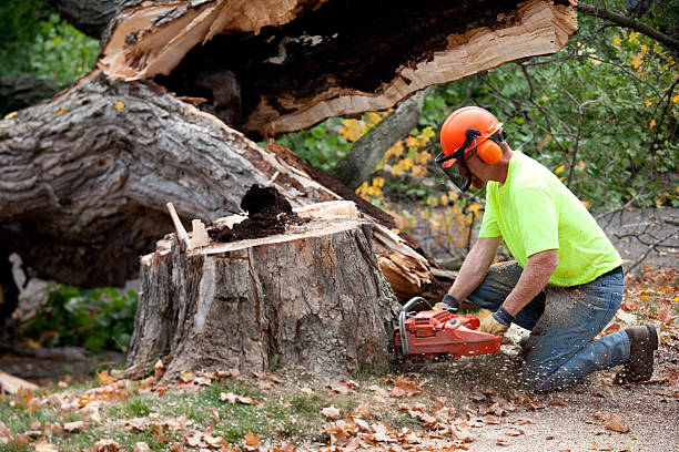 Best Leaf Removal  in Sultan, WA